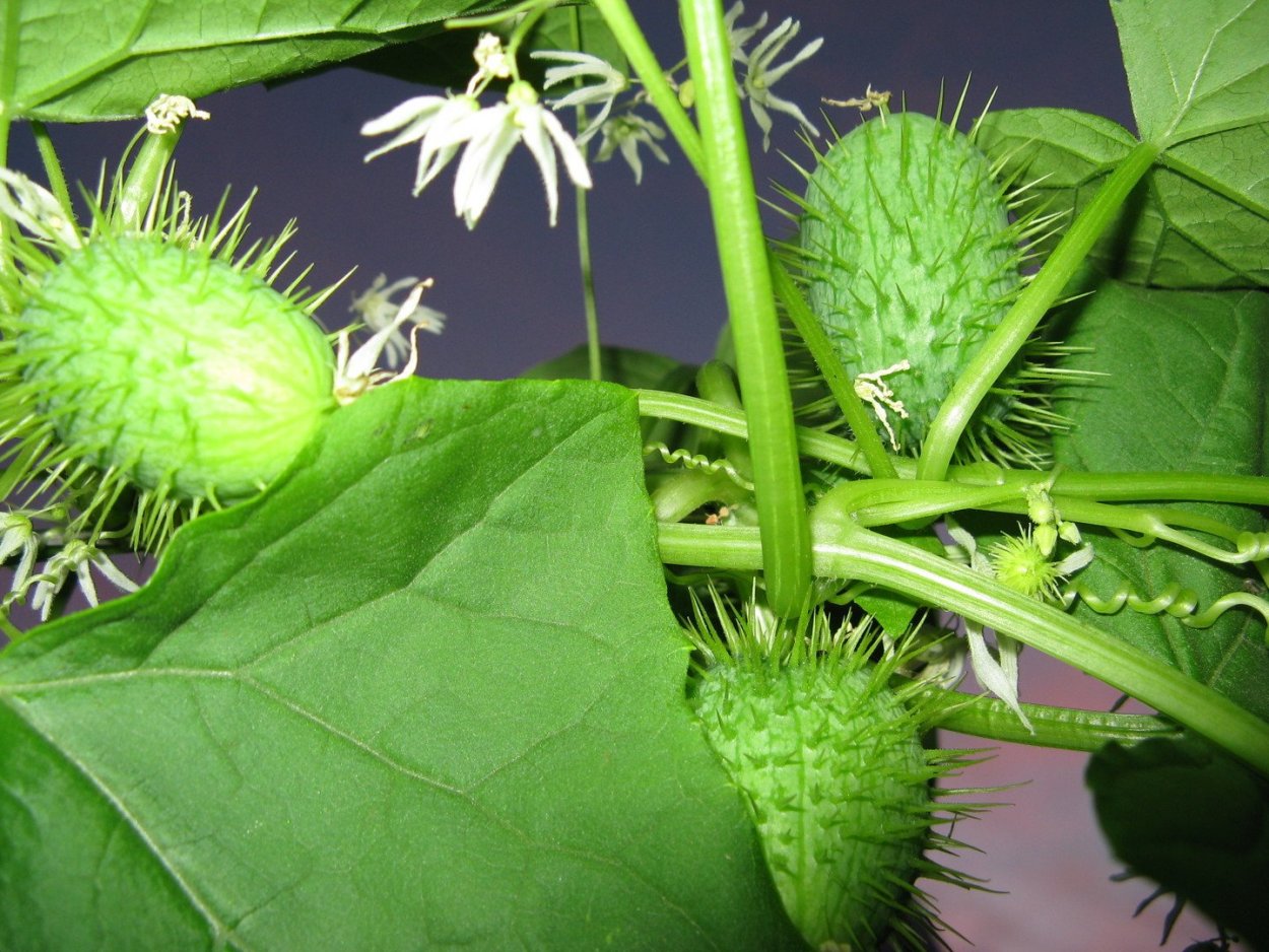 Эхиноцистис (дикий огурец)