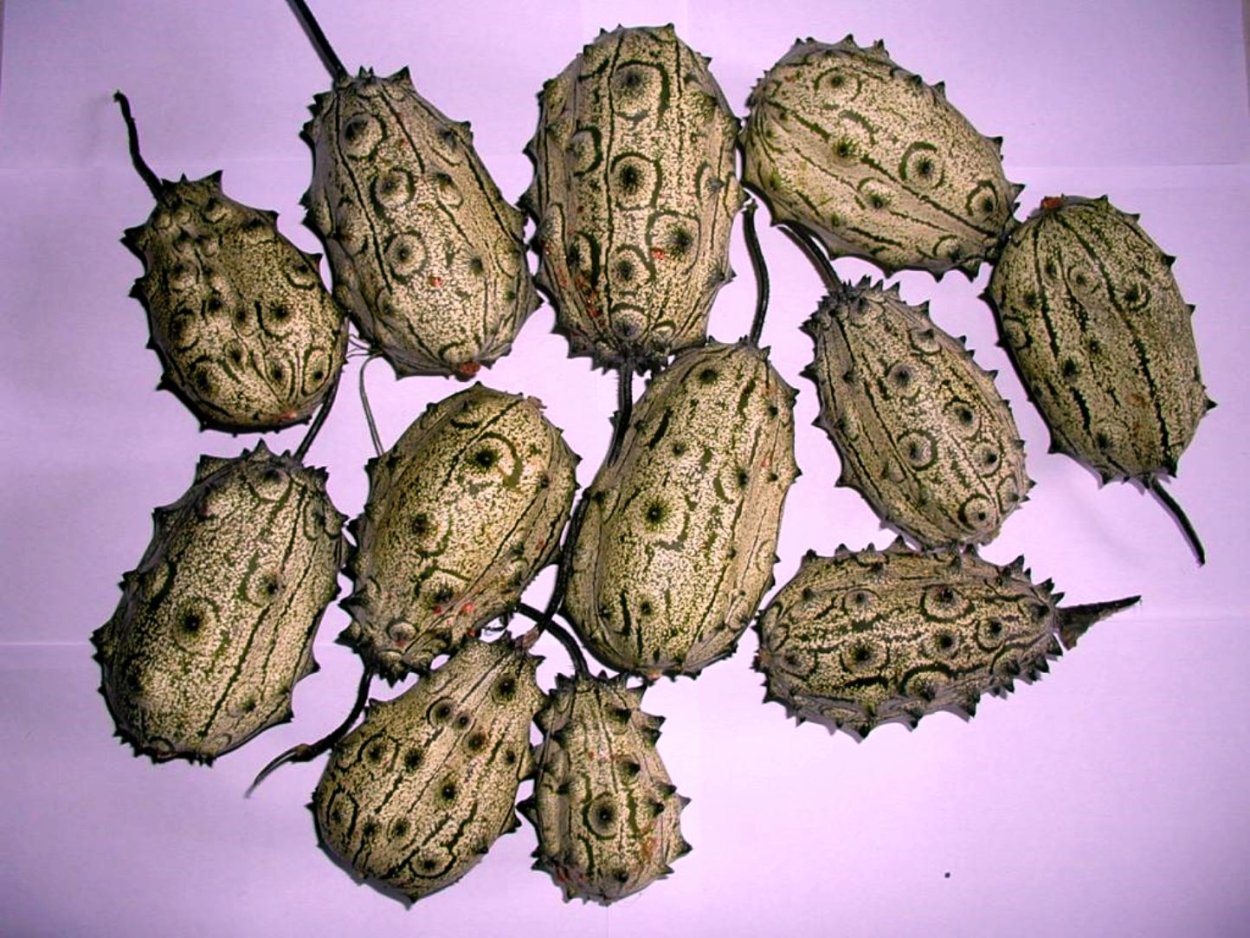 Ангурия сирийская