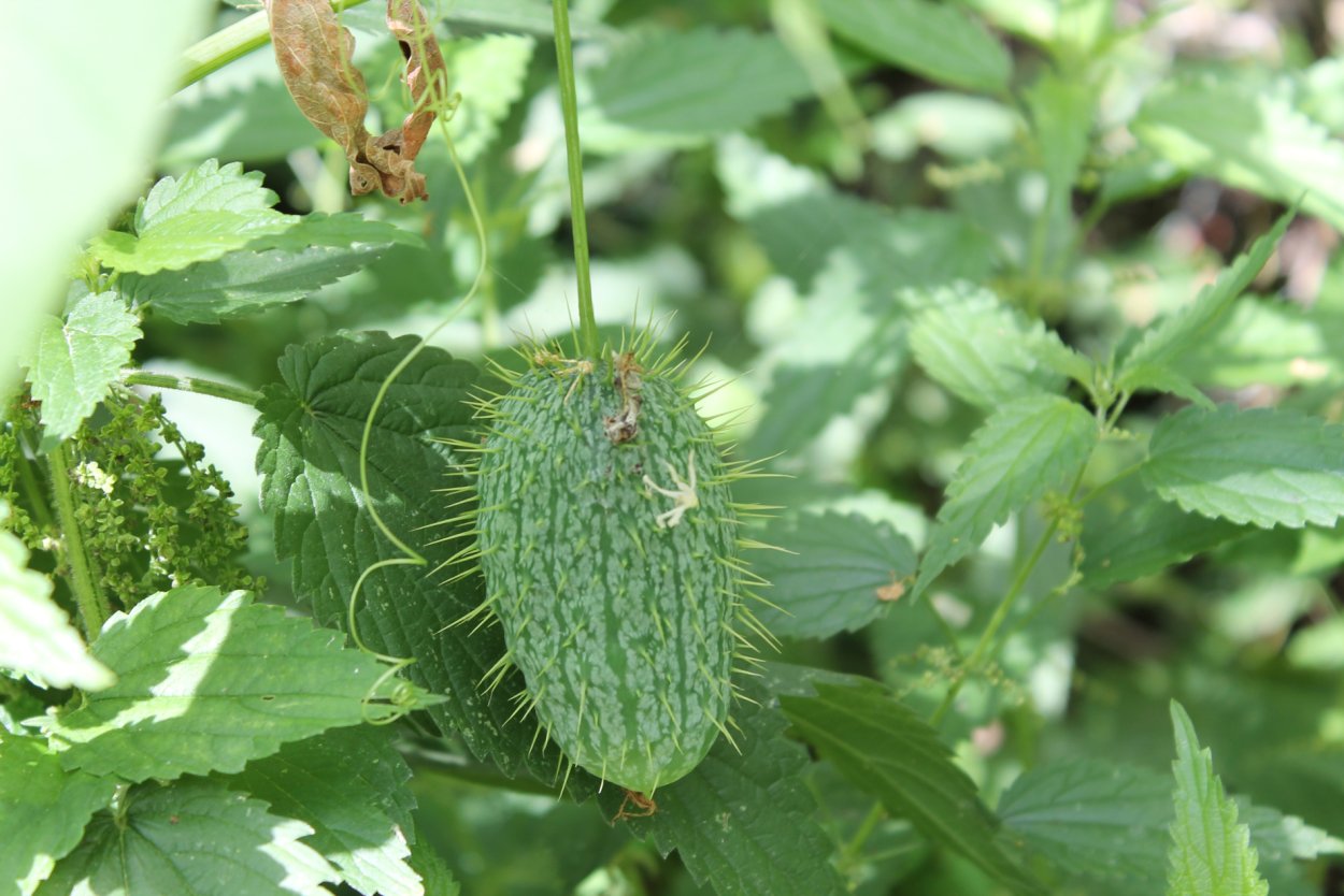 Кивано/рогатая дыня