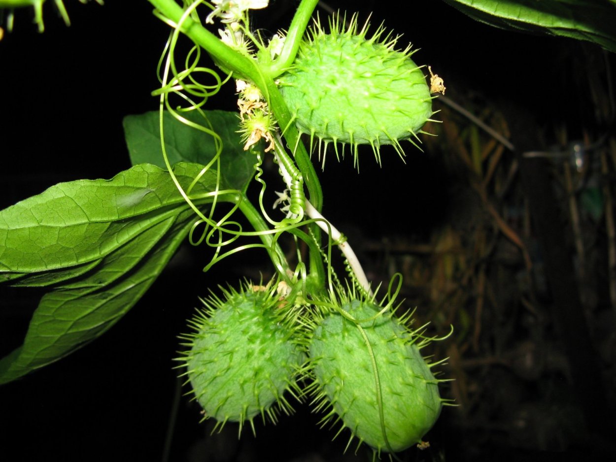 Эхиноцистис бешеный огурец