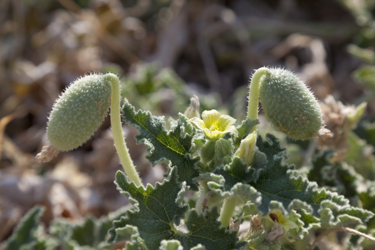 Вьюнок дикий огурец эхиноцистис