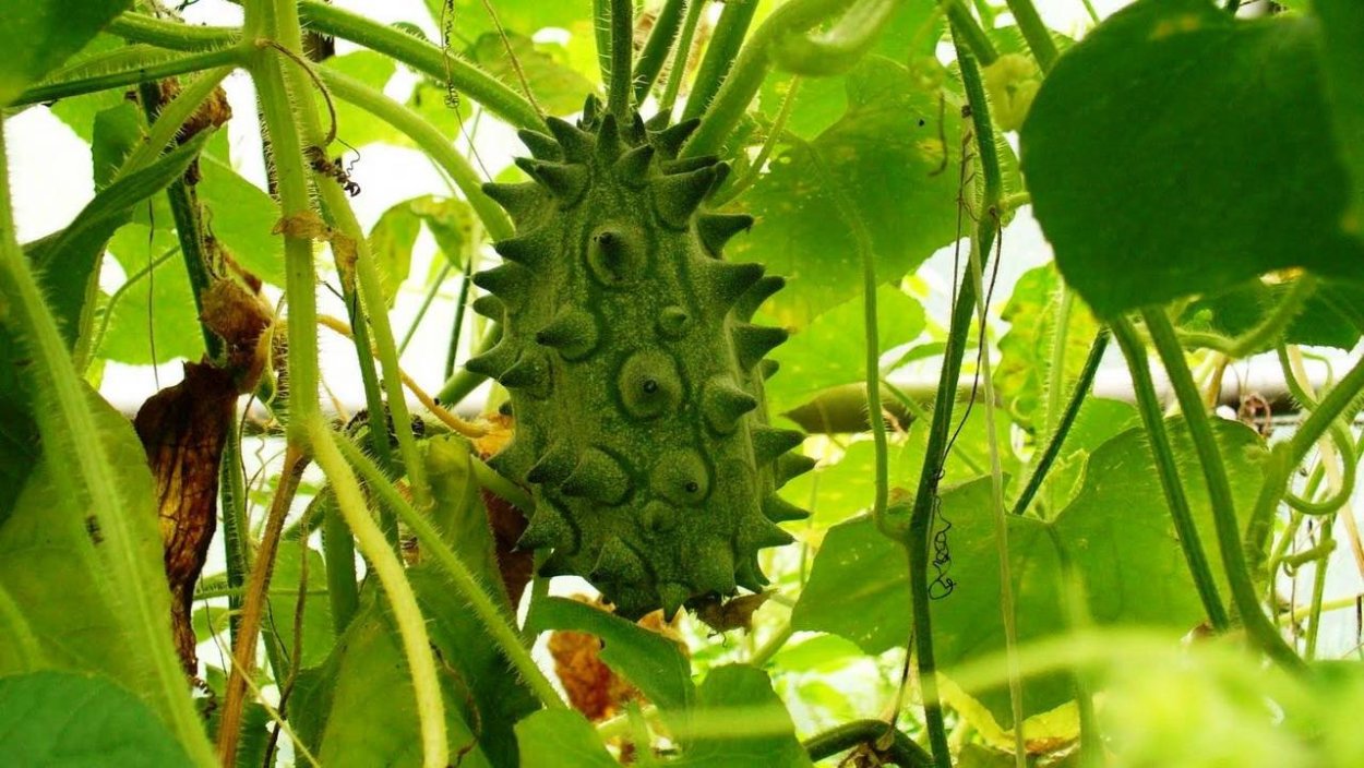 Ангурия, кивано, рогатая дыня