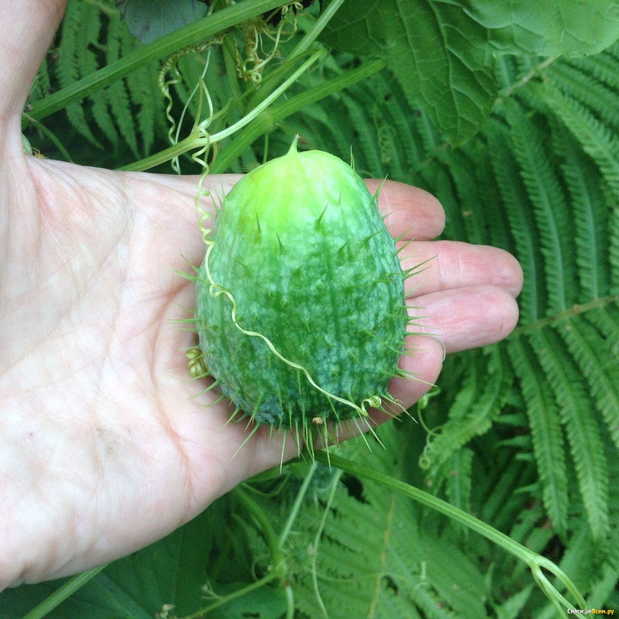 Эхиноцистис (дикий огурец)