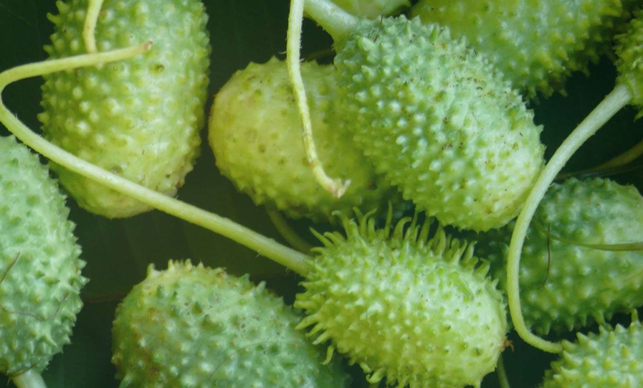 Ангурия (антильский огурец) съедобный