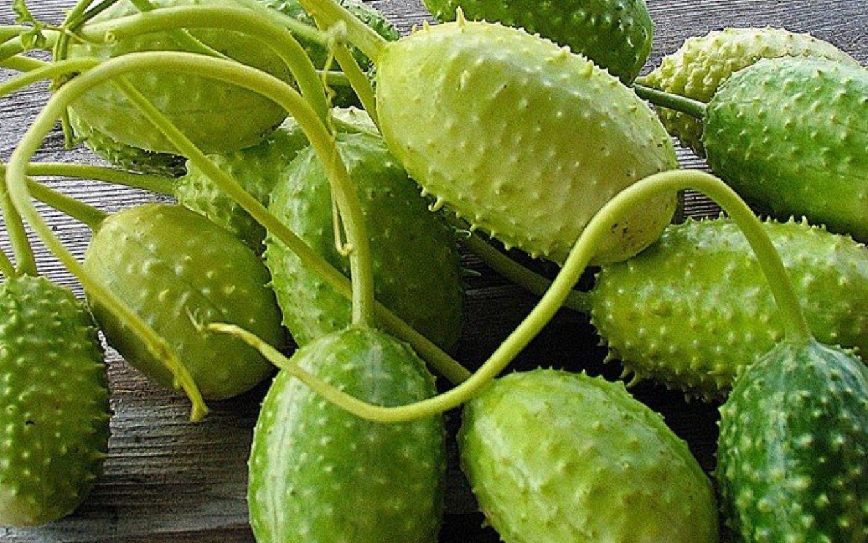 Ангурия сирийская