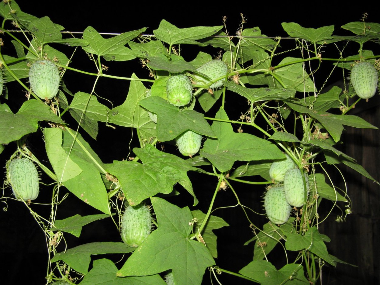 ШИПАСТЫЙ огурец