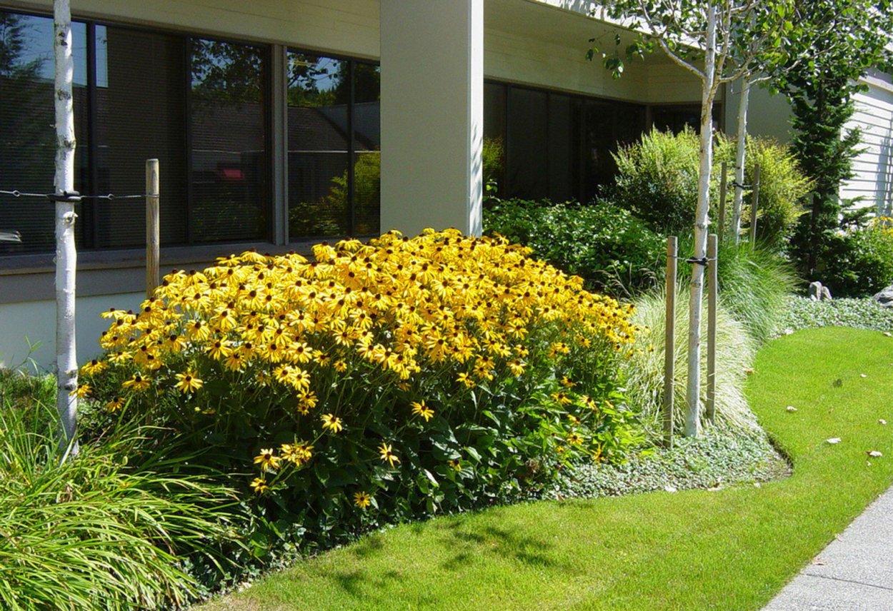 Цветники рудбекия гелениум