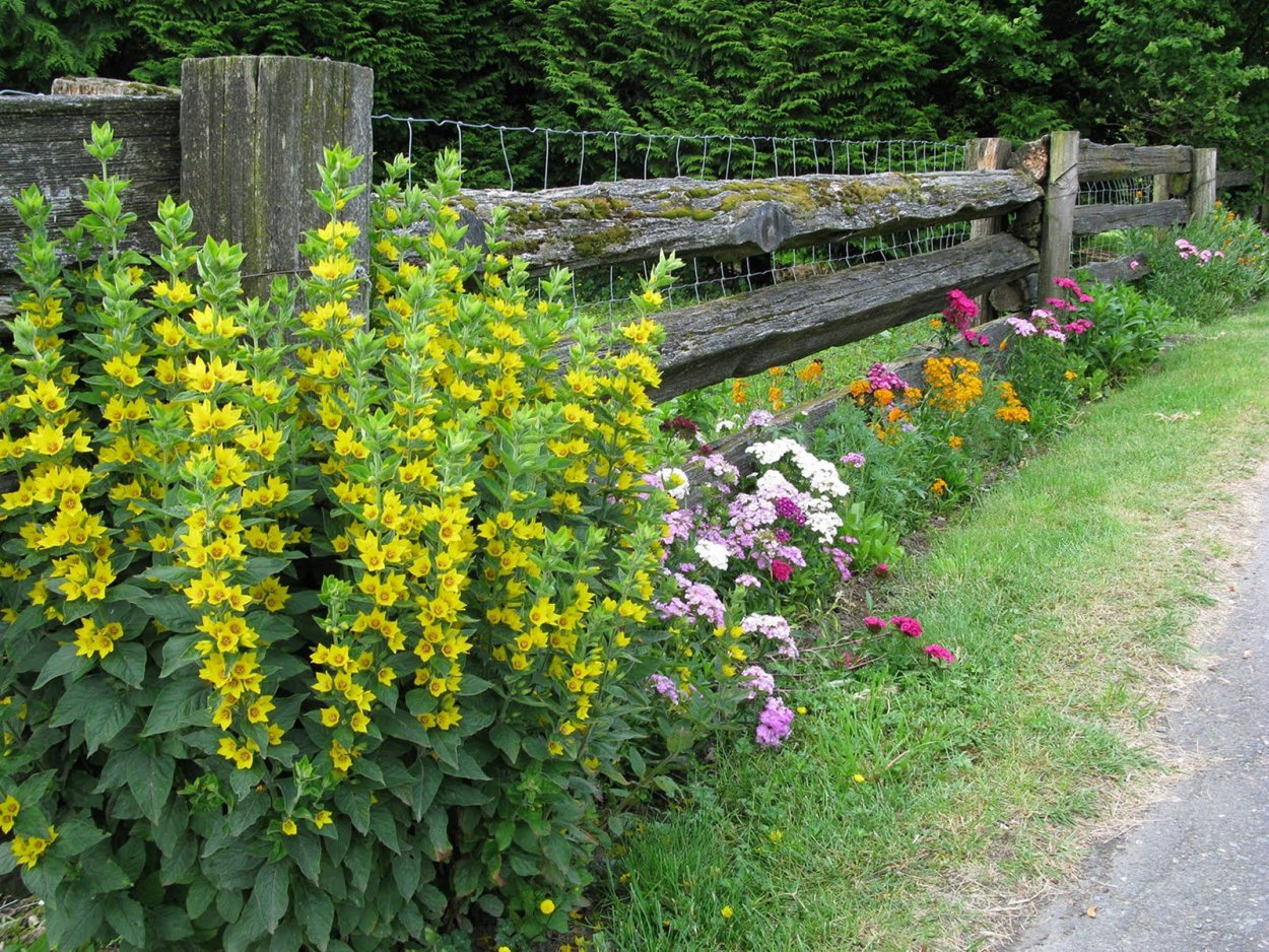 Вербейник монетчатый Александр