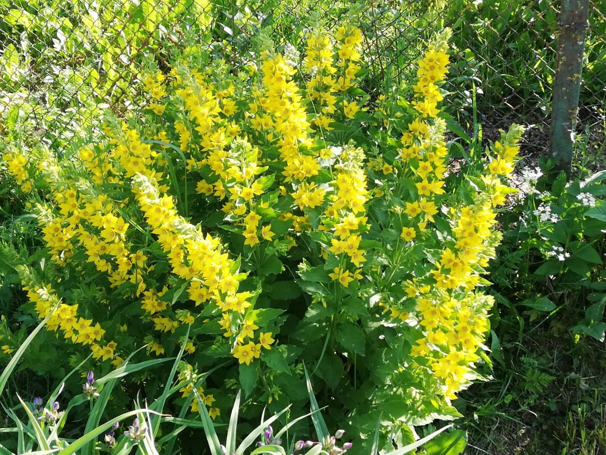 Желтые дачные цветы