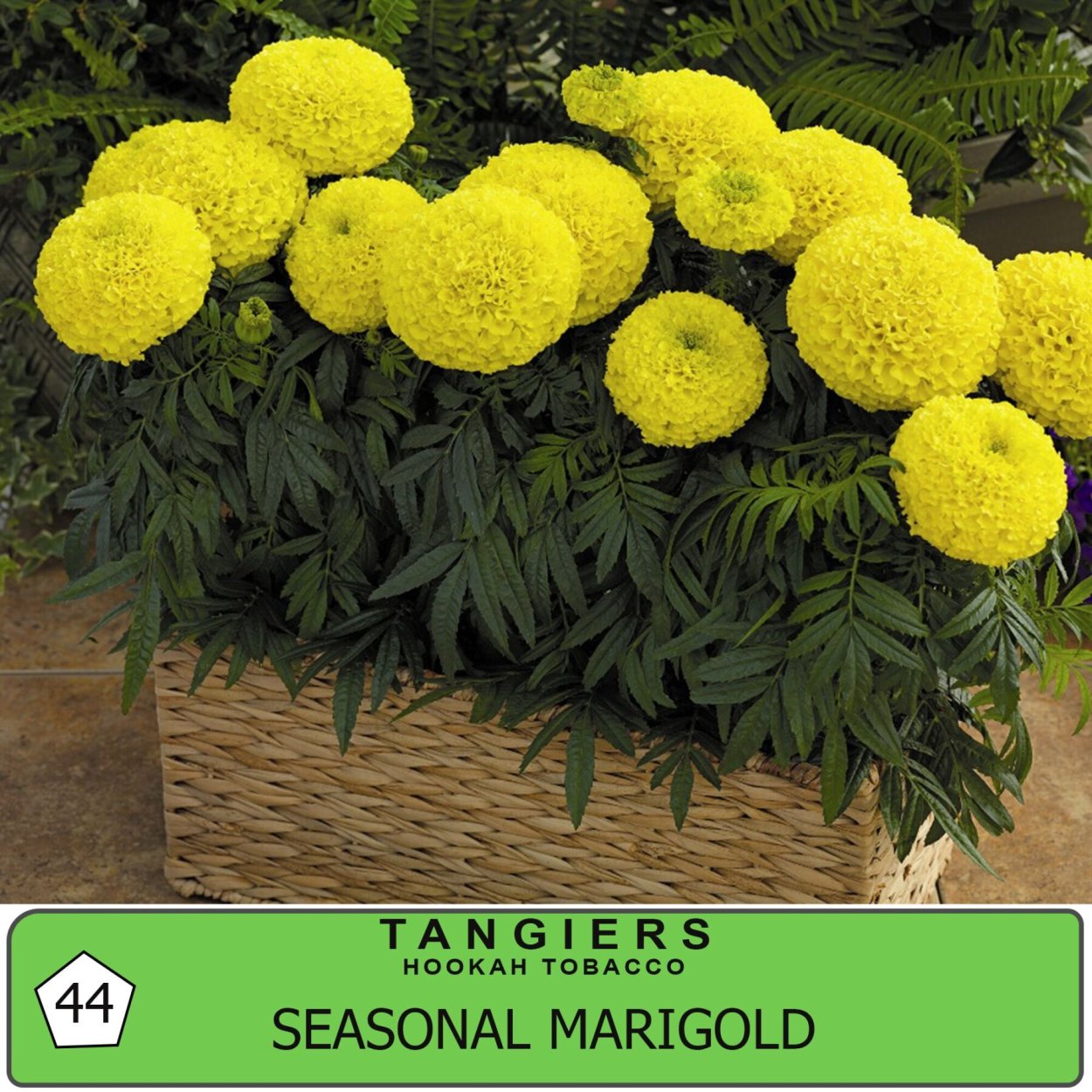 Бархатцы прямостоячие Дискавери Еллоу