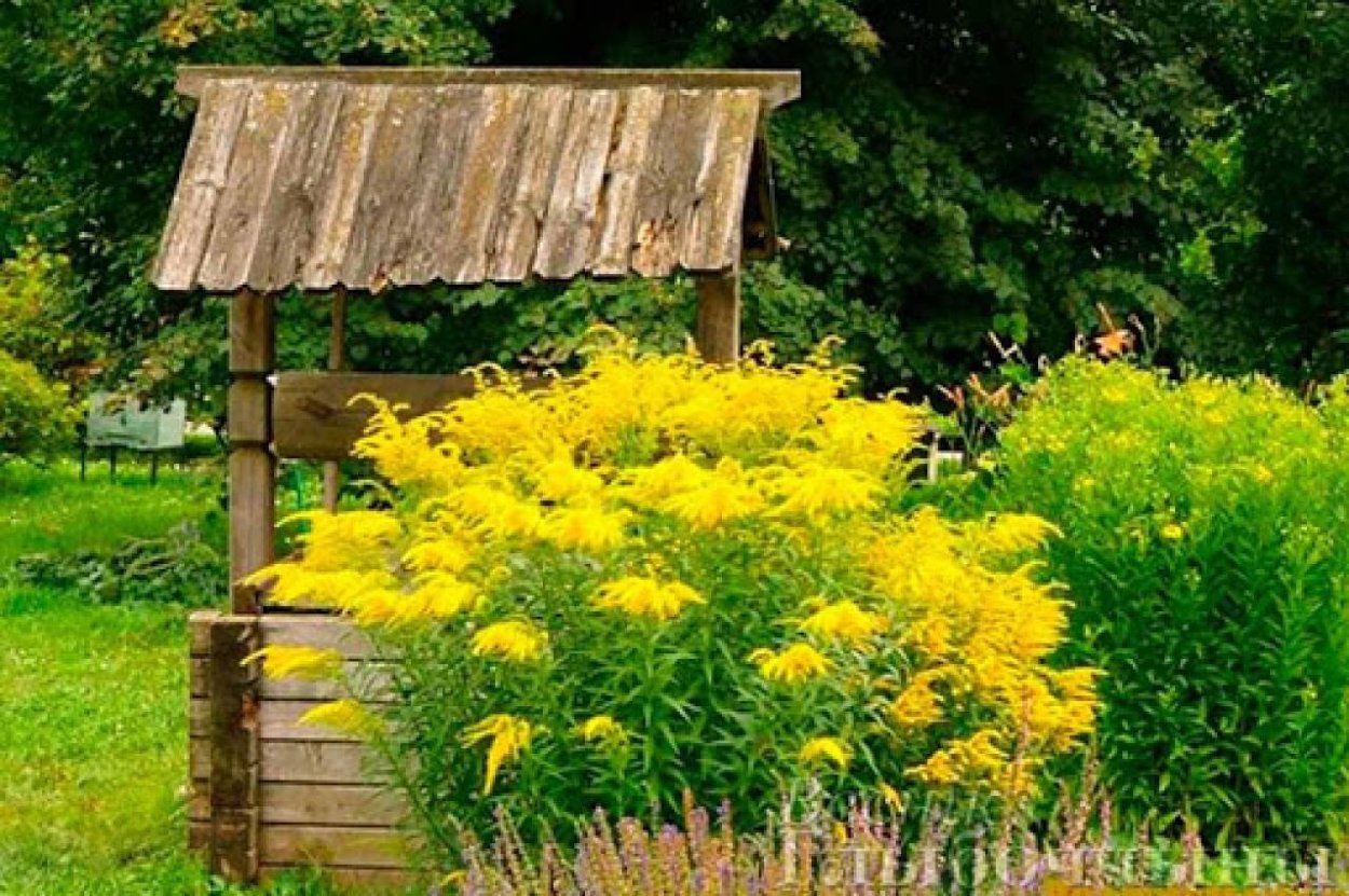 Золотарник на клумбе