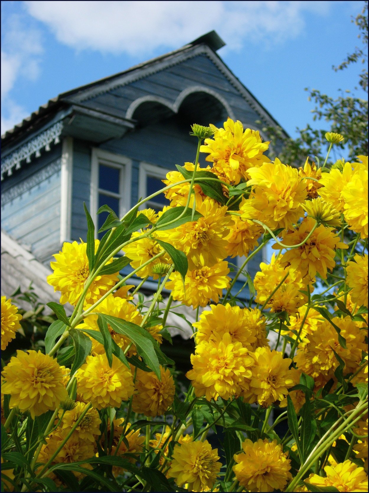 Золотой шар цветок