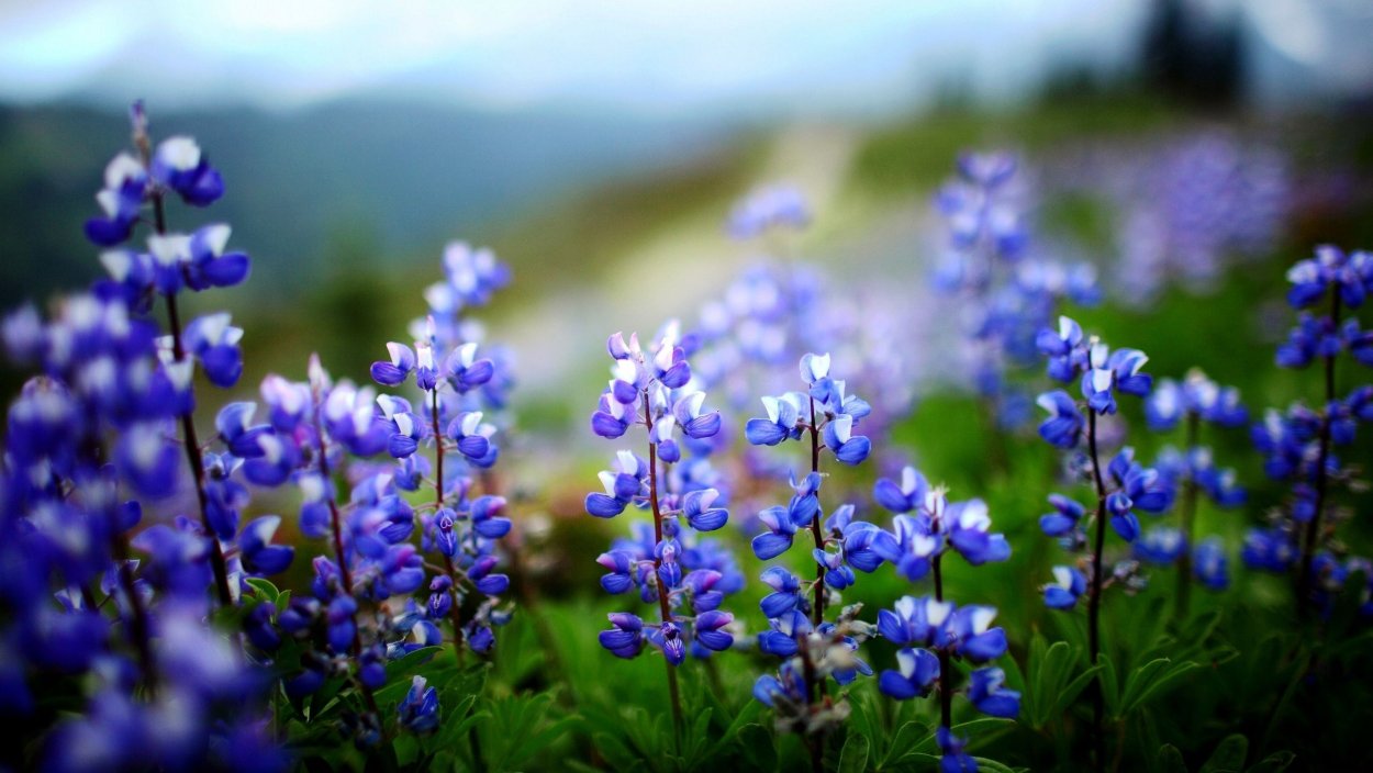 Кампанула Васильковая