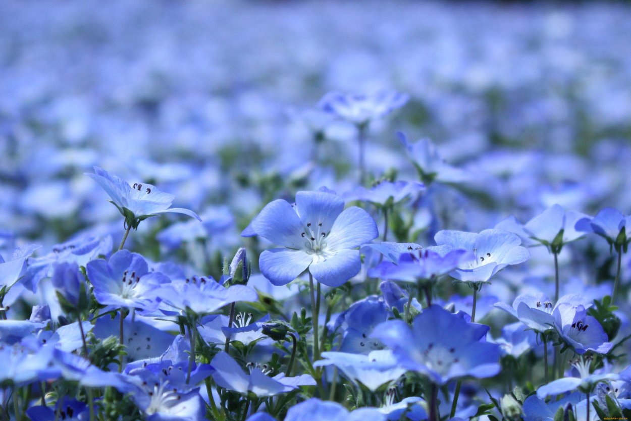 Растение с синими цветами полевое