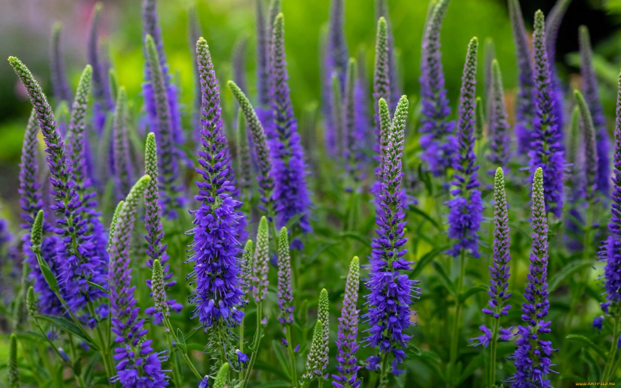 Люпин Луговой