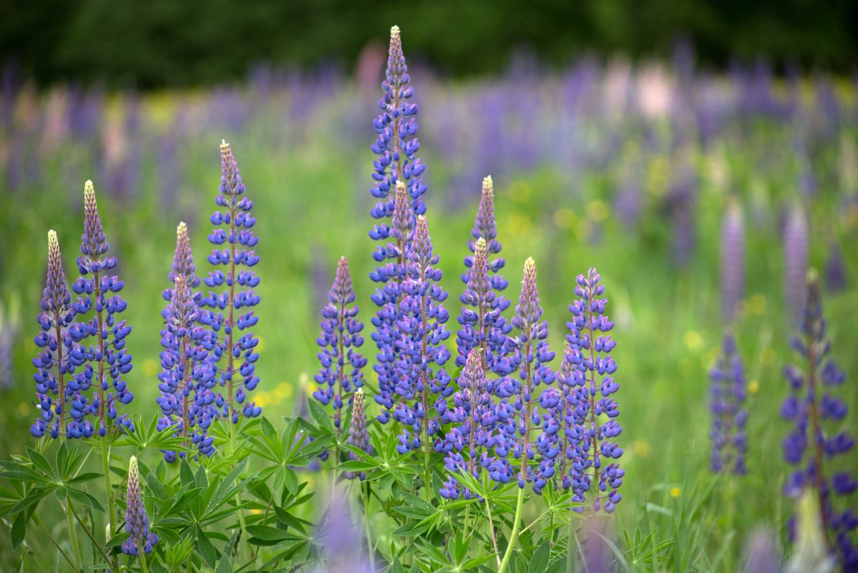 Василек горный grandiflora