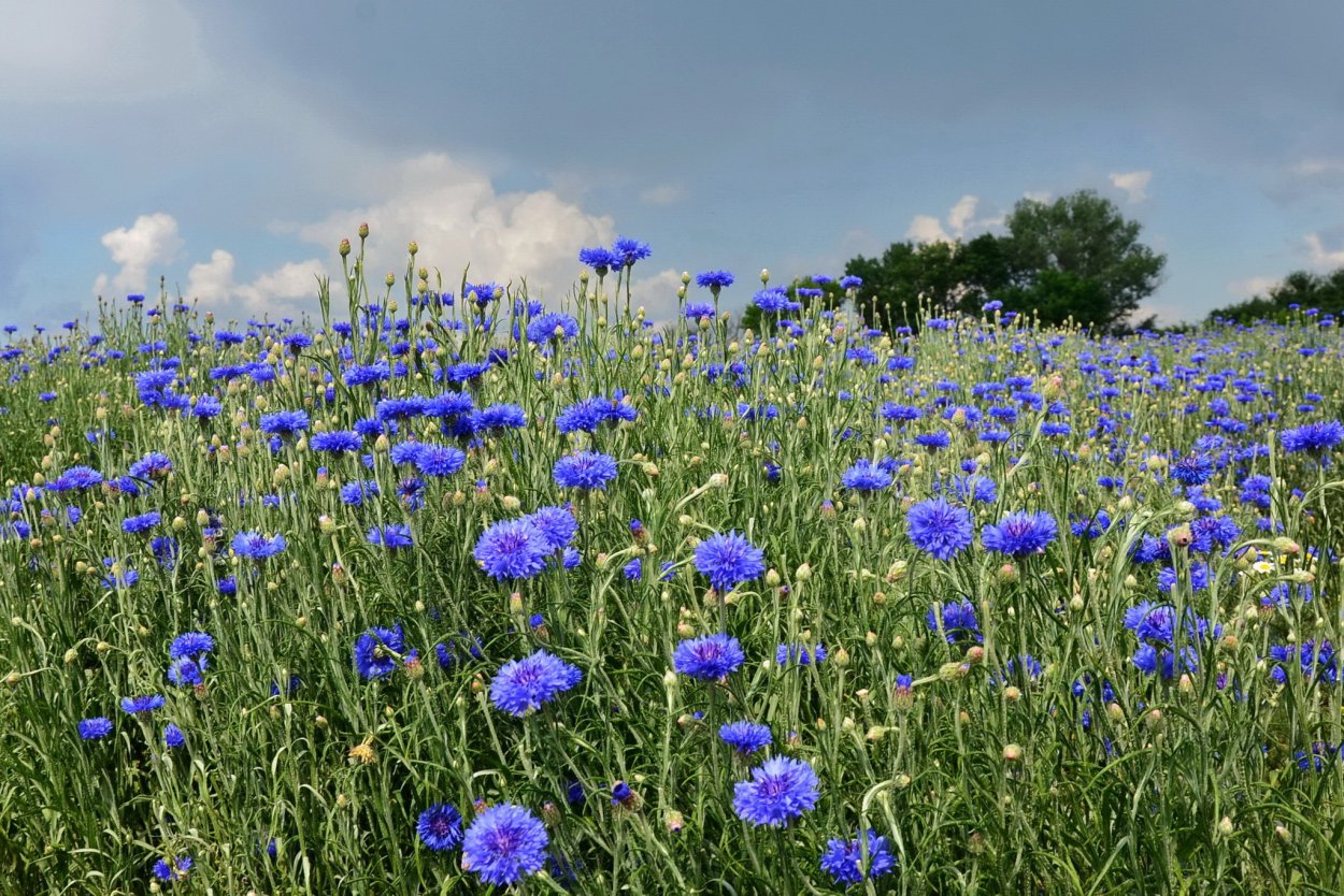 Незабудка Полевая (Myosotis arvensis)