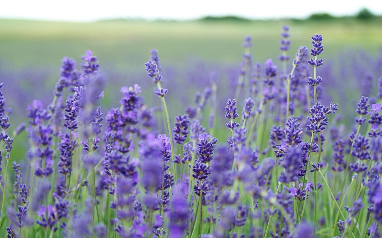 Темно синий полевой цветок