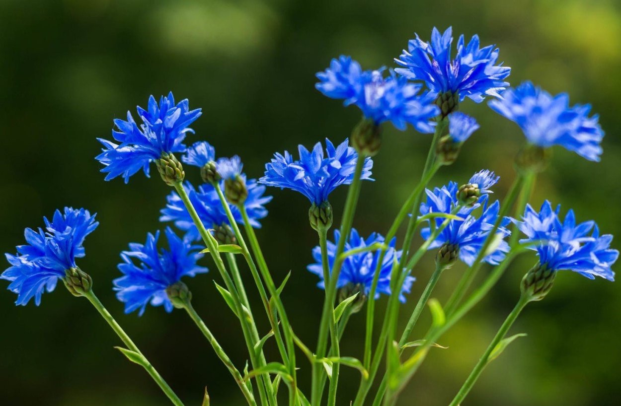 Незабудка обыкновенная