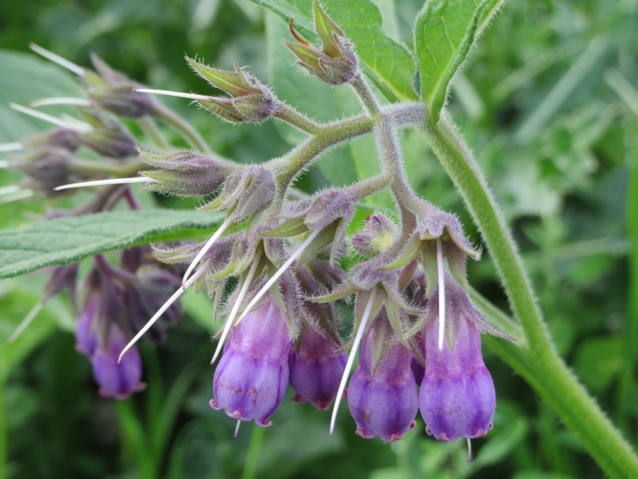 Окопник лекарственный Symphytum officinale l.