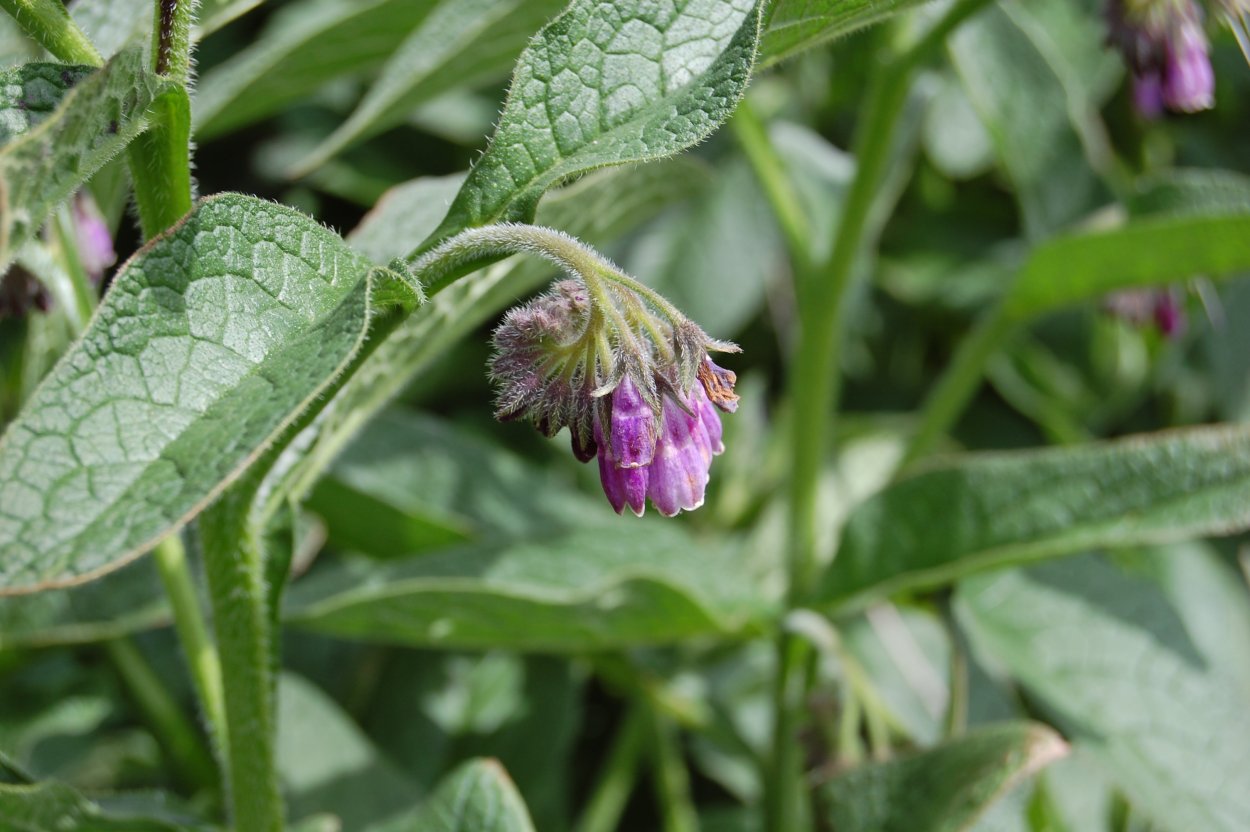 Окопник шершавый Комфрей колючий