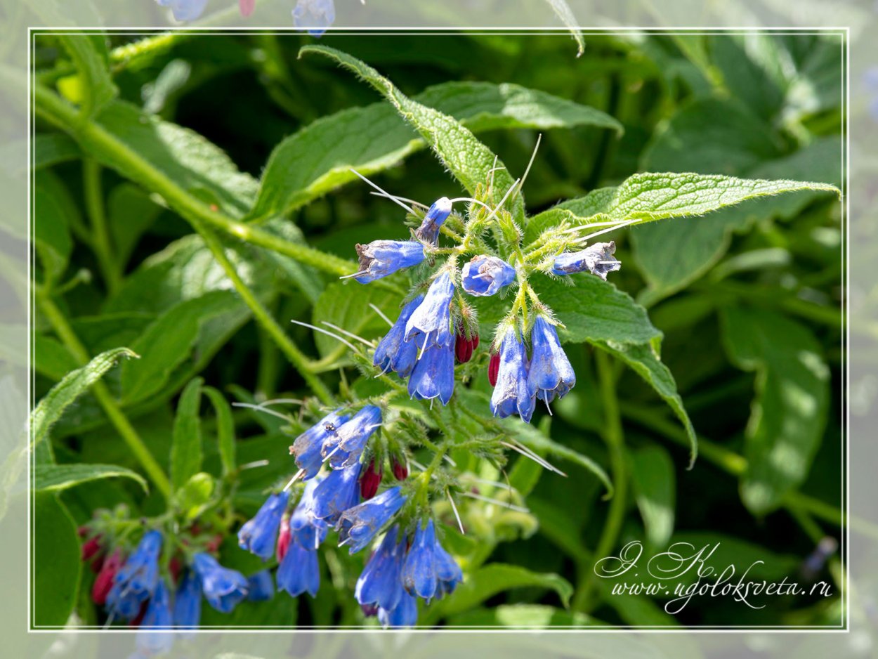 Окопник Таврический