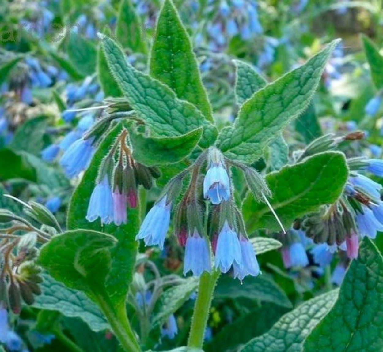 Окопник (Symphytum)