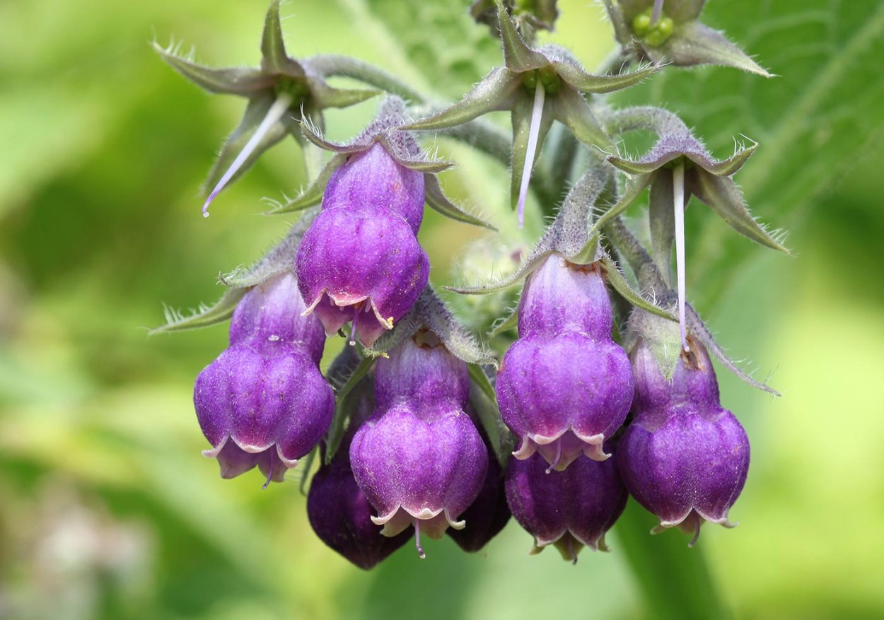 Окопник крупноцветковый "Hidcote Pink"