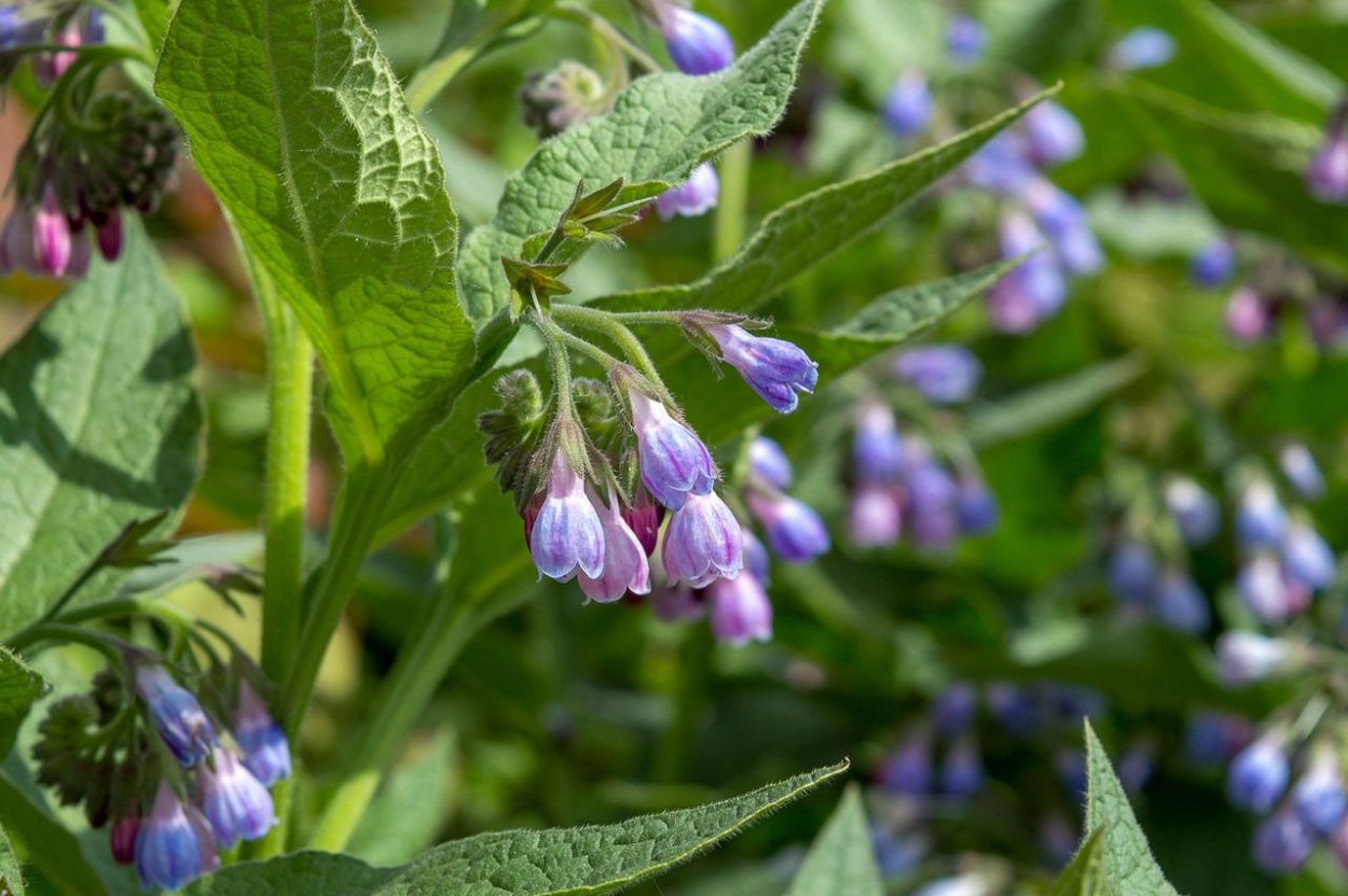 Окопник кавказский