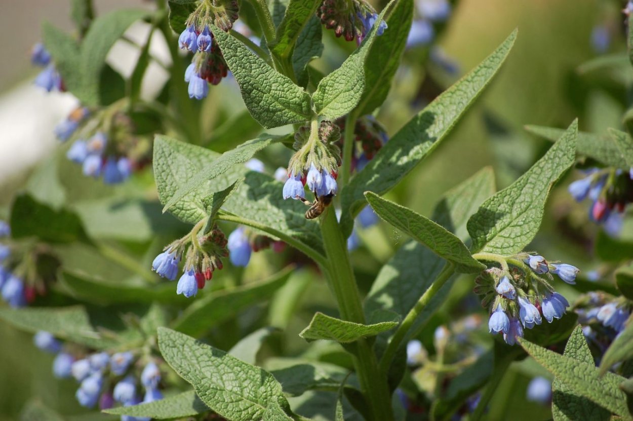 Живокост лекарственный окопник