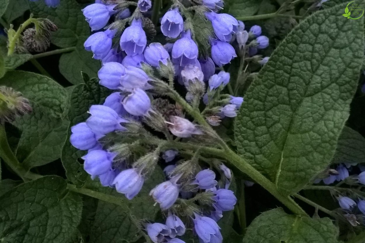 Окопник трава