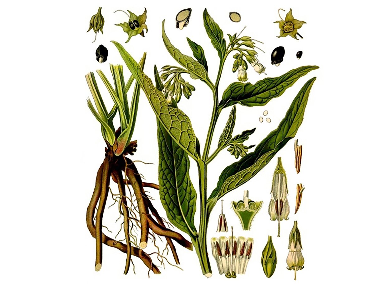 Симфитум оффицинале