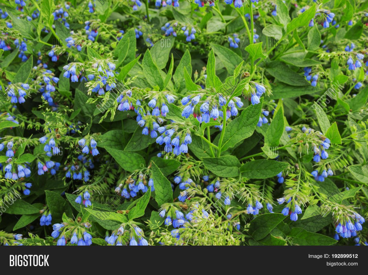 Окопник ядовитое растение