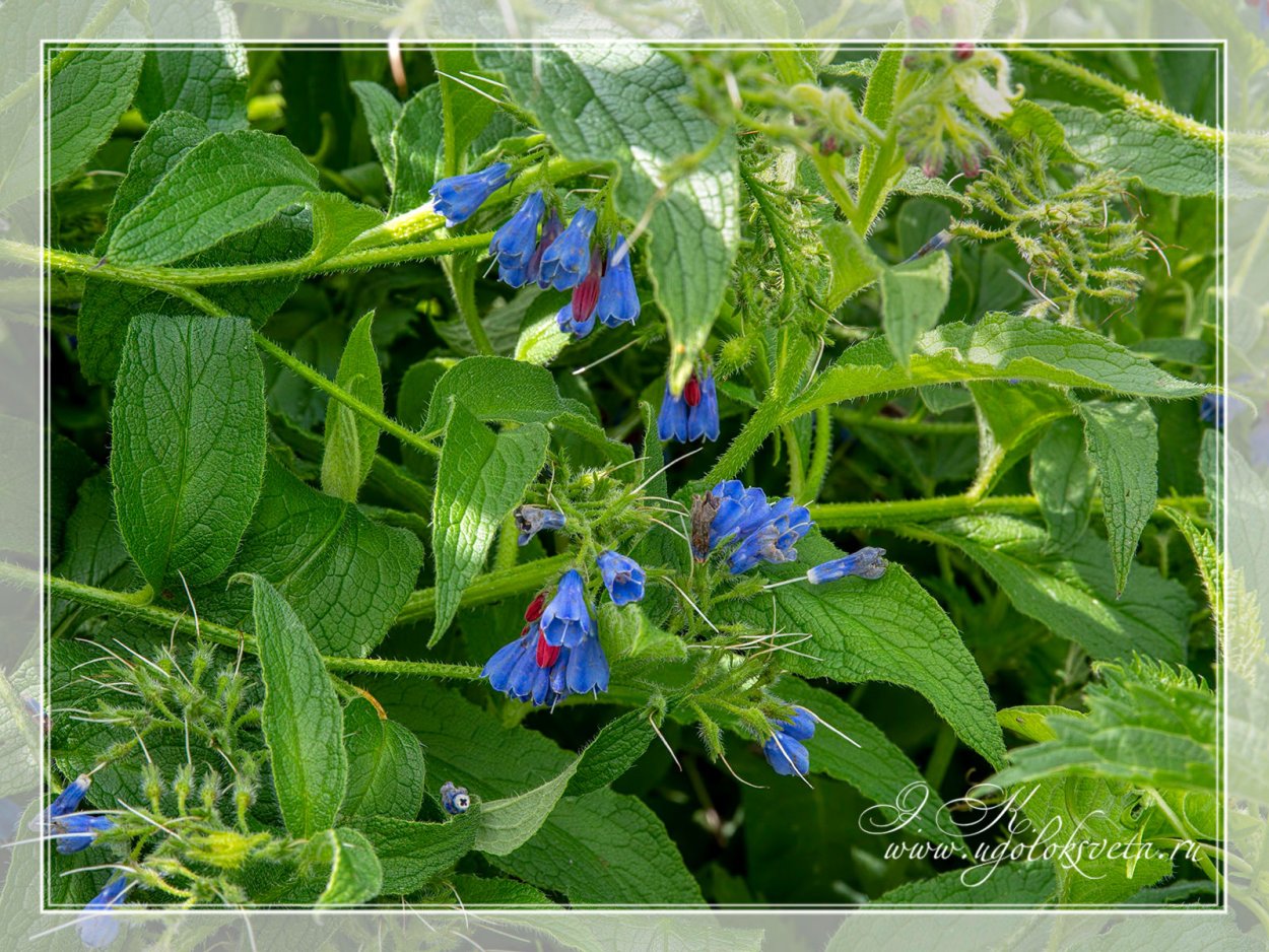 Трава окопник живокость