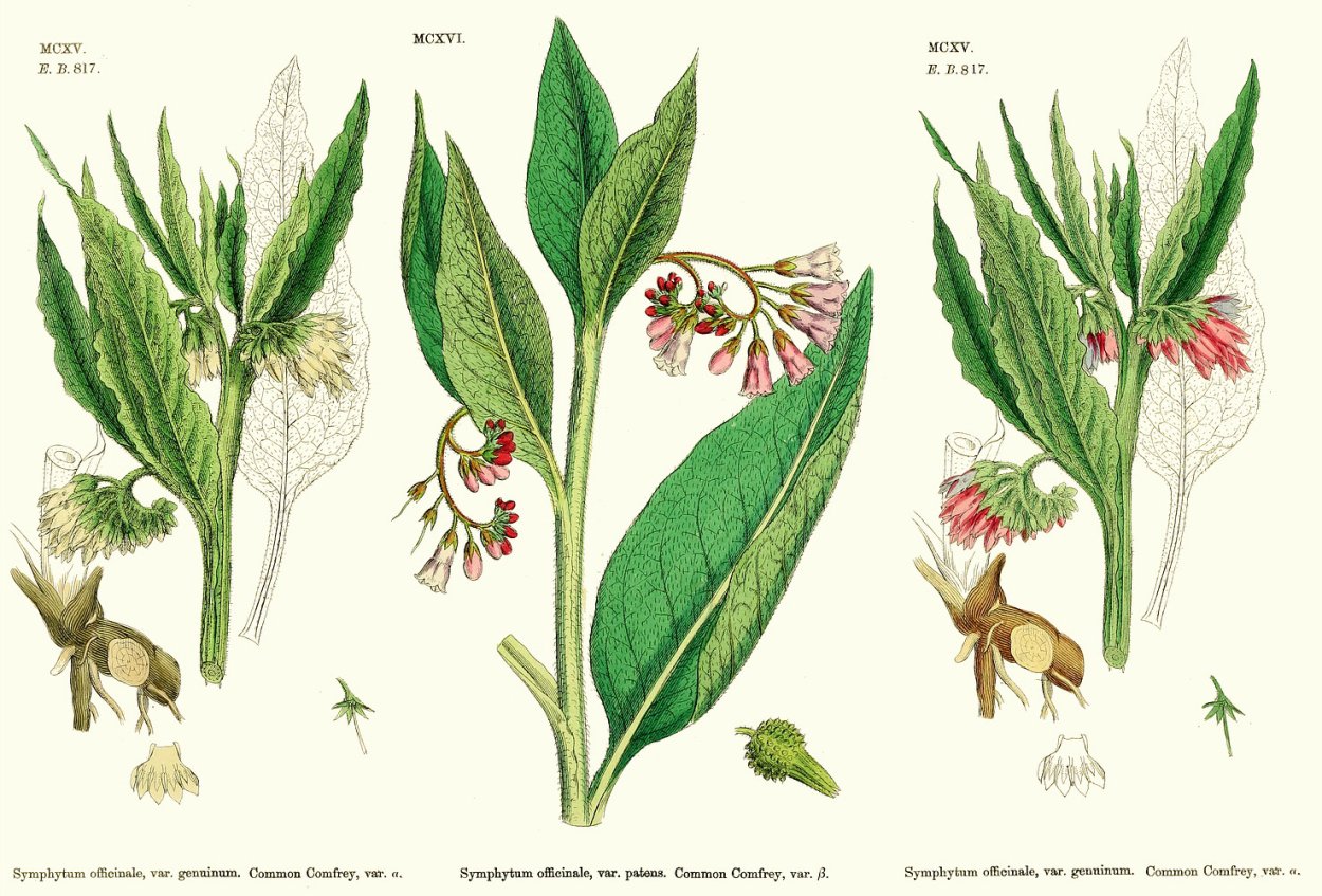 Окопник ботаника