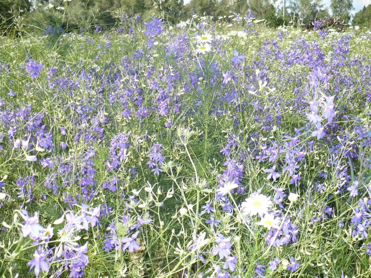 Живокость Полевая плод