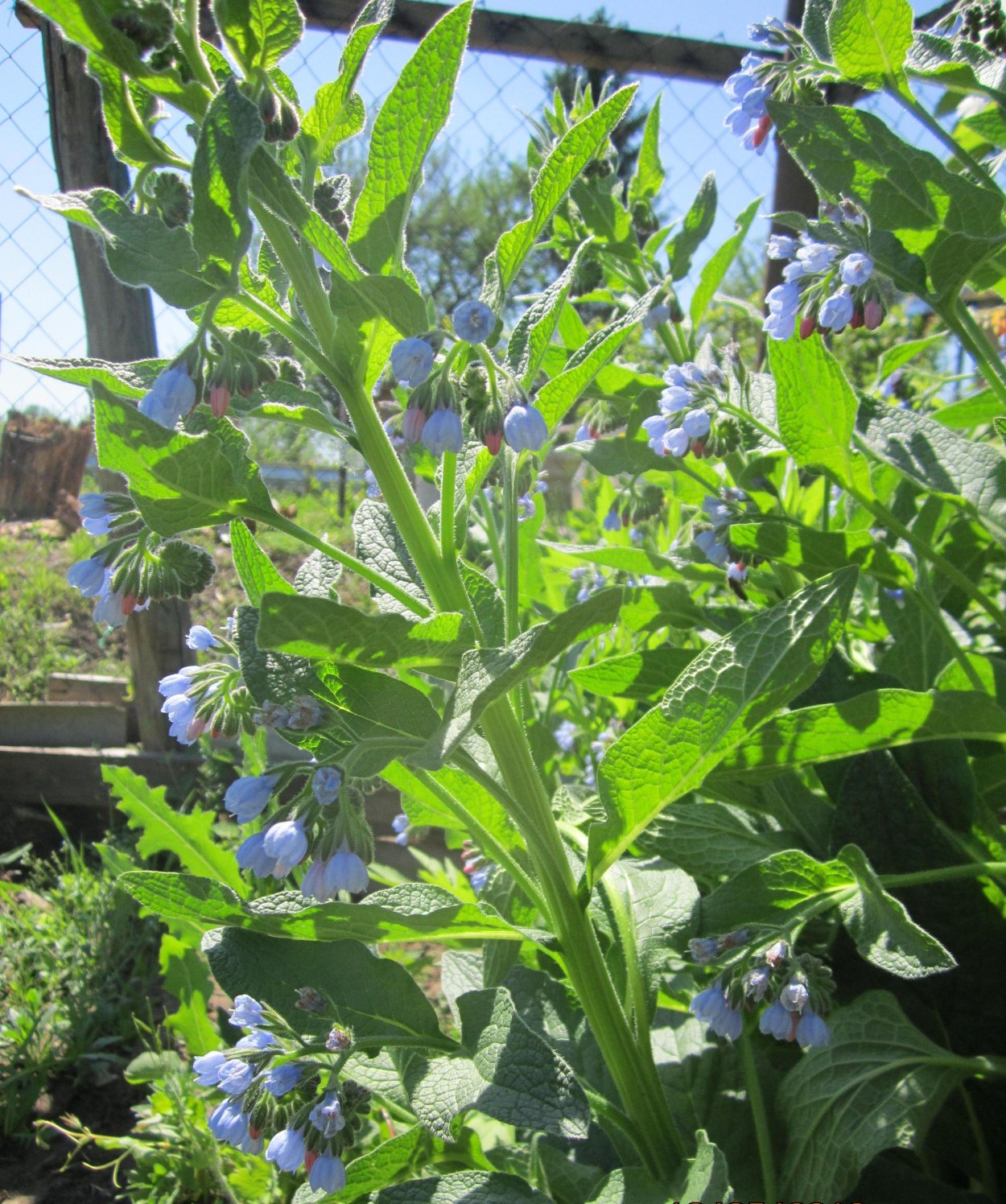 Окопник сорняк