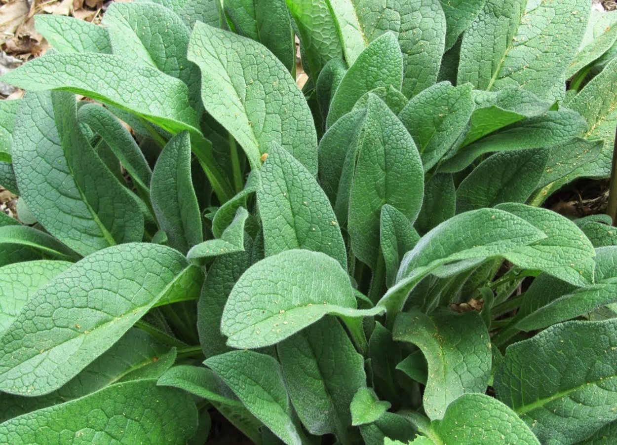 Лекарственные растения корень окопника