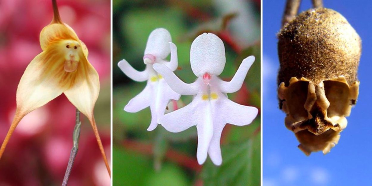 Орхидея самая редкая