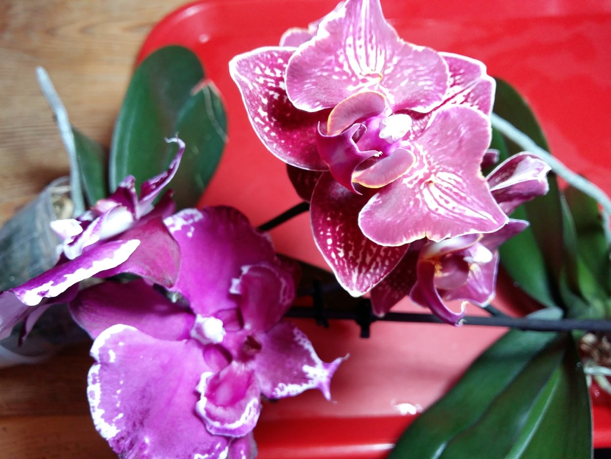 Обзор орхидеи 2022 магазины