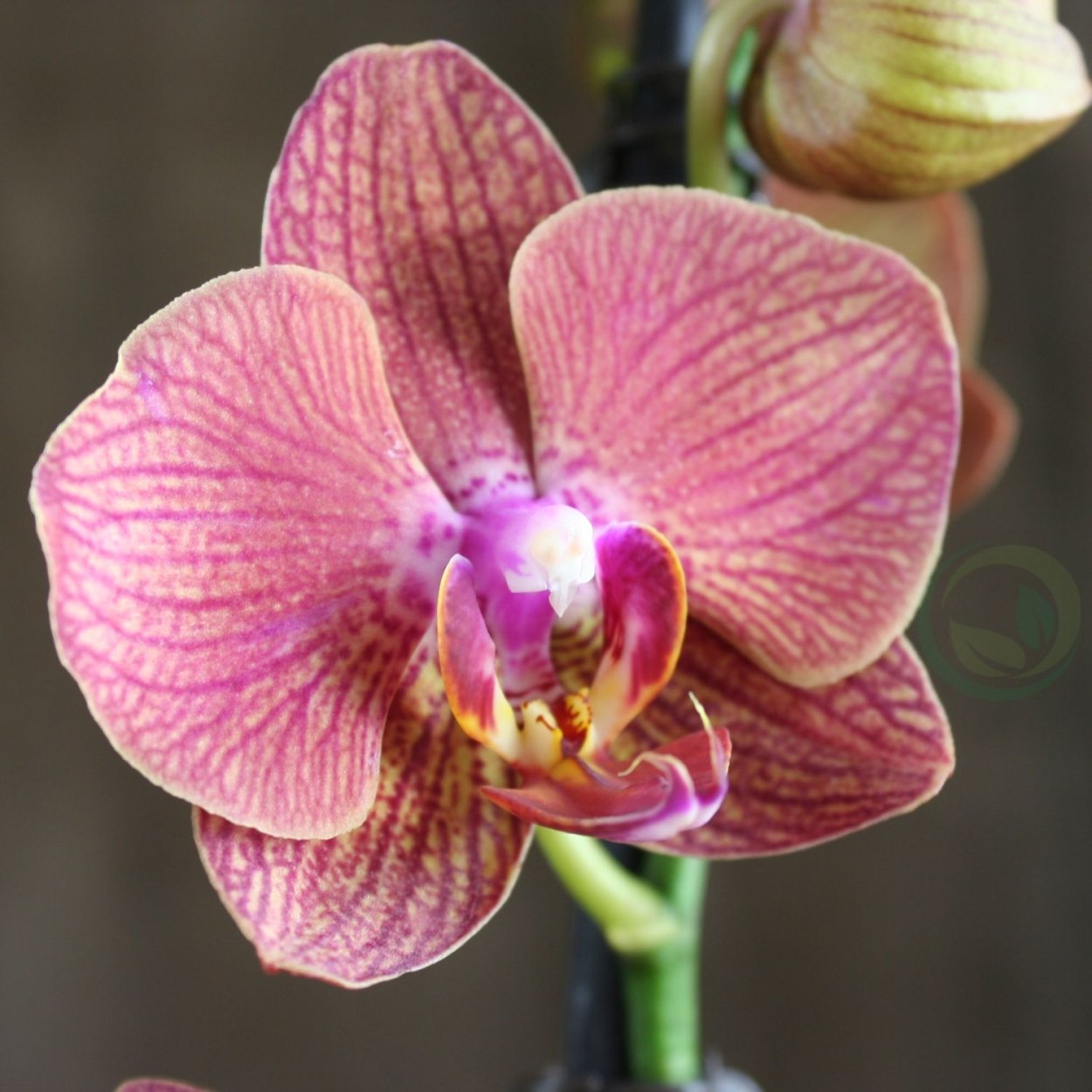 Орхидея ambiance Phalaenopsis