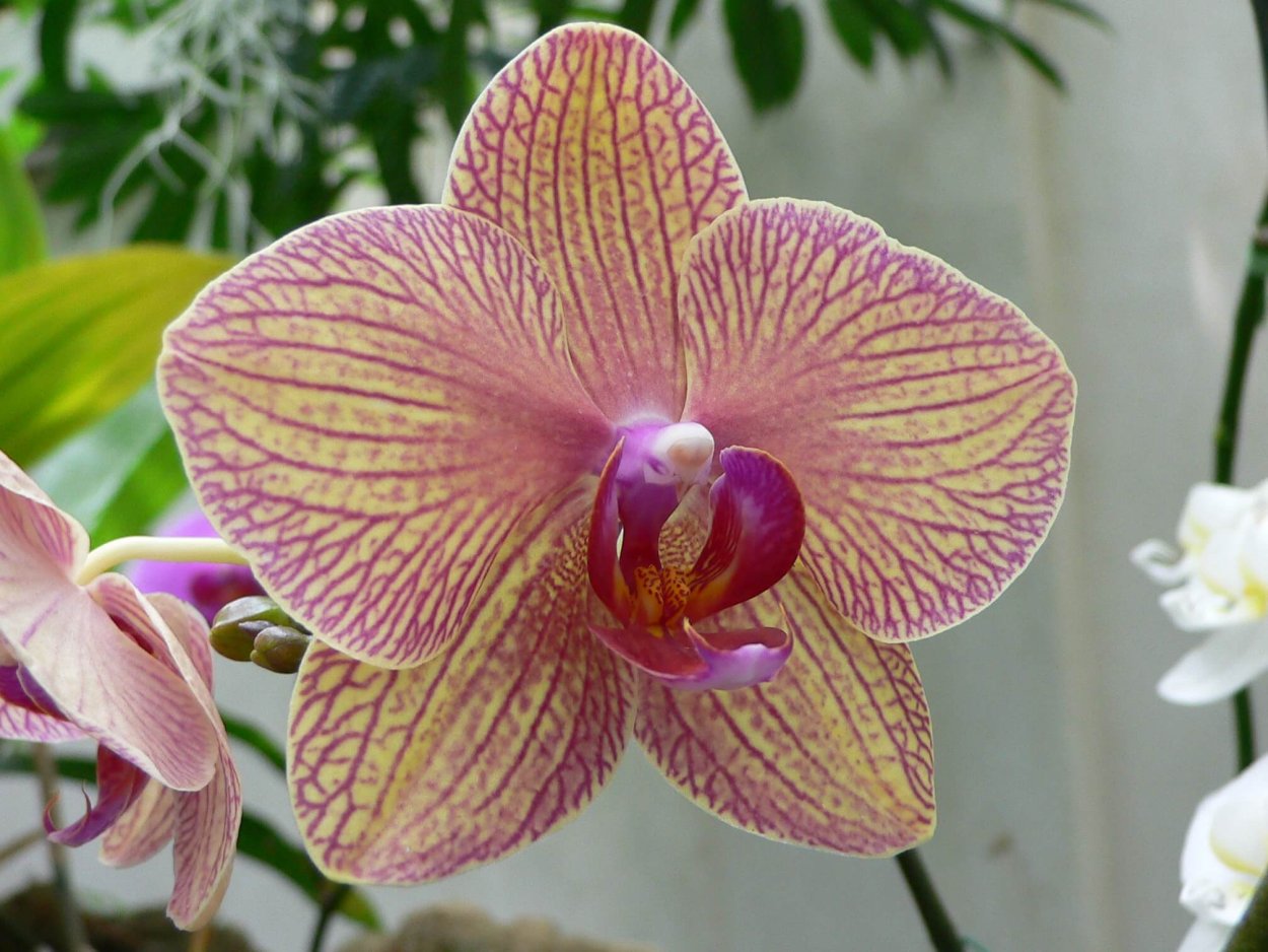 Орхидея анке