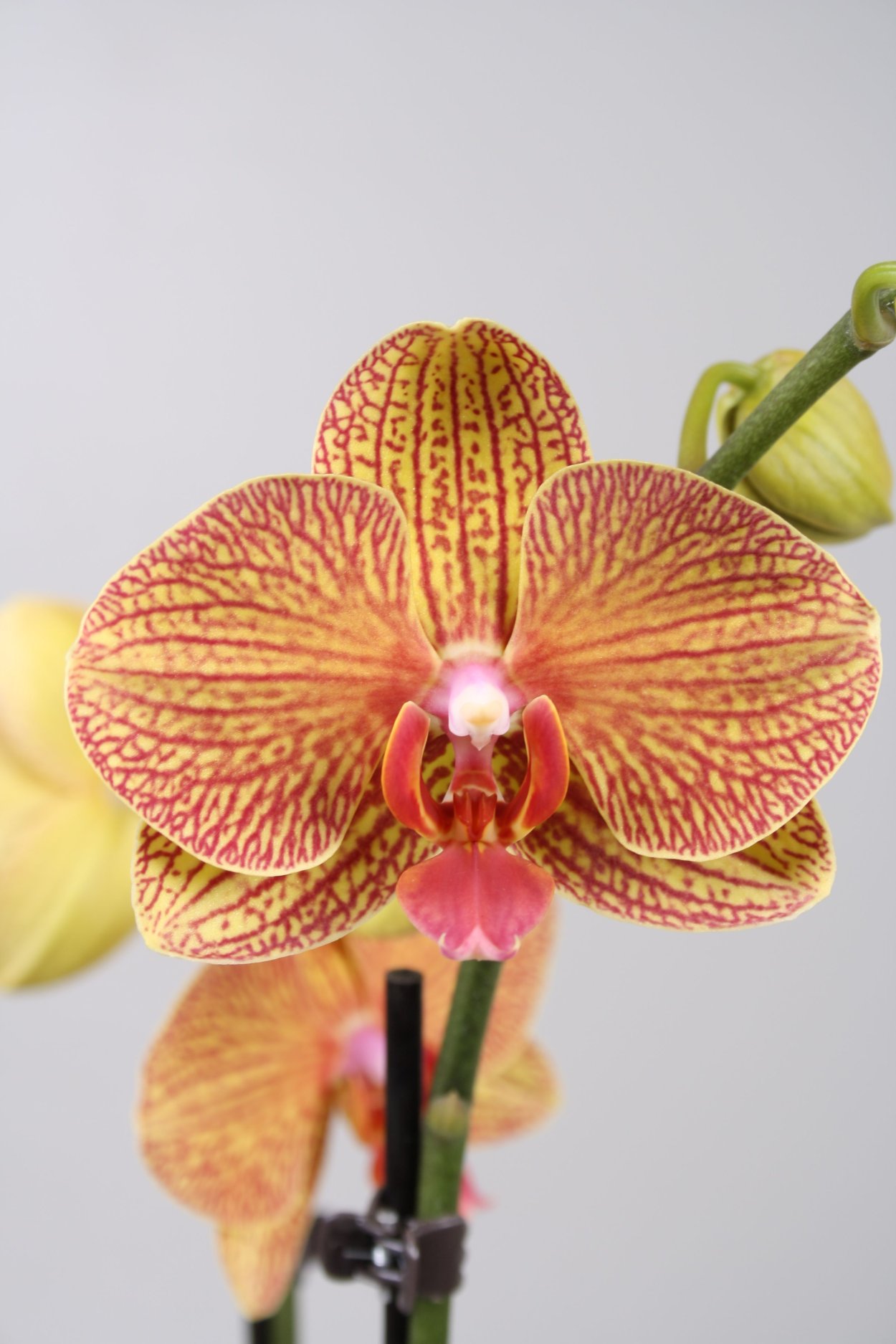 Фаленопсис Равелло