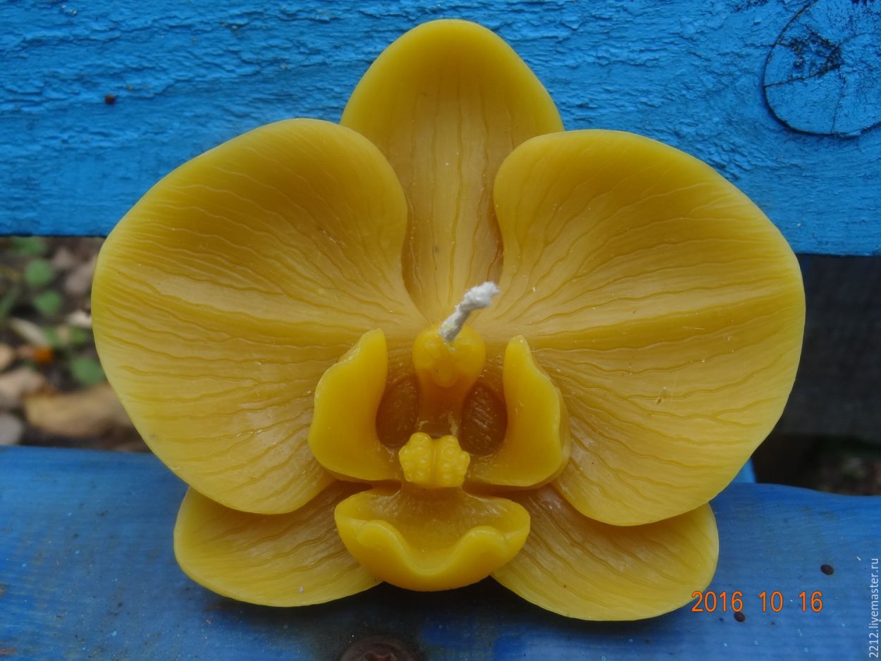 Восковые орхидеи сорта