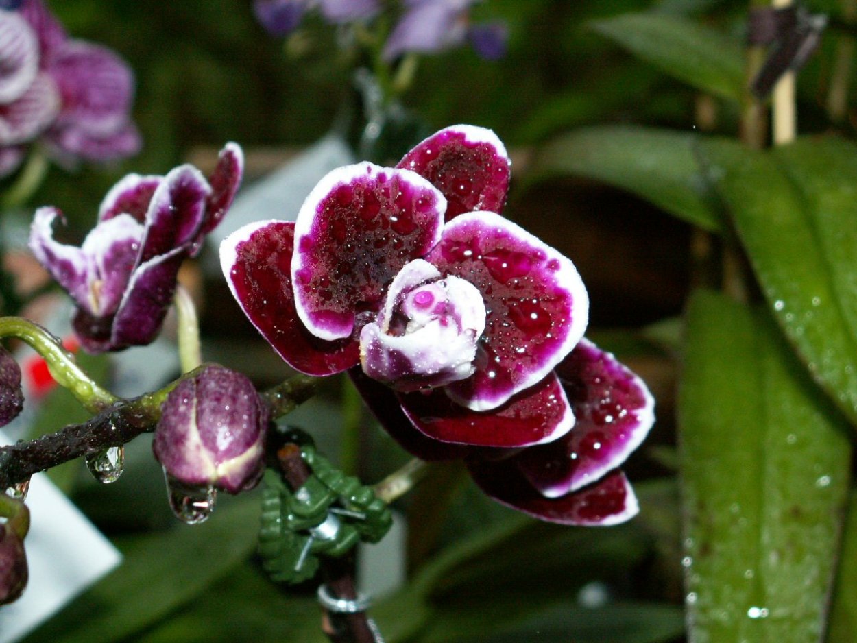 Фаленопсис черничный бархат