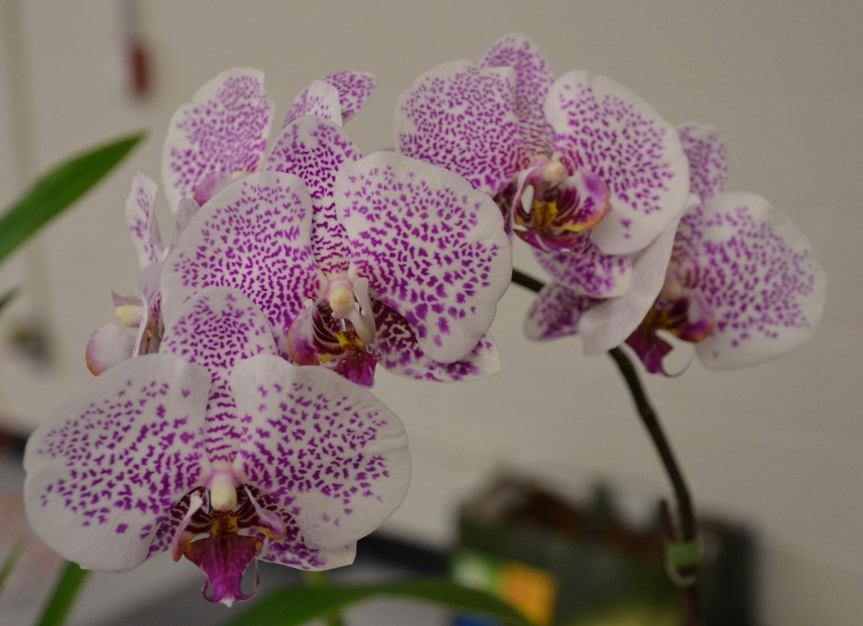Орхидеи сого сорта