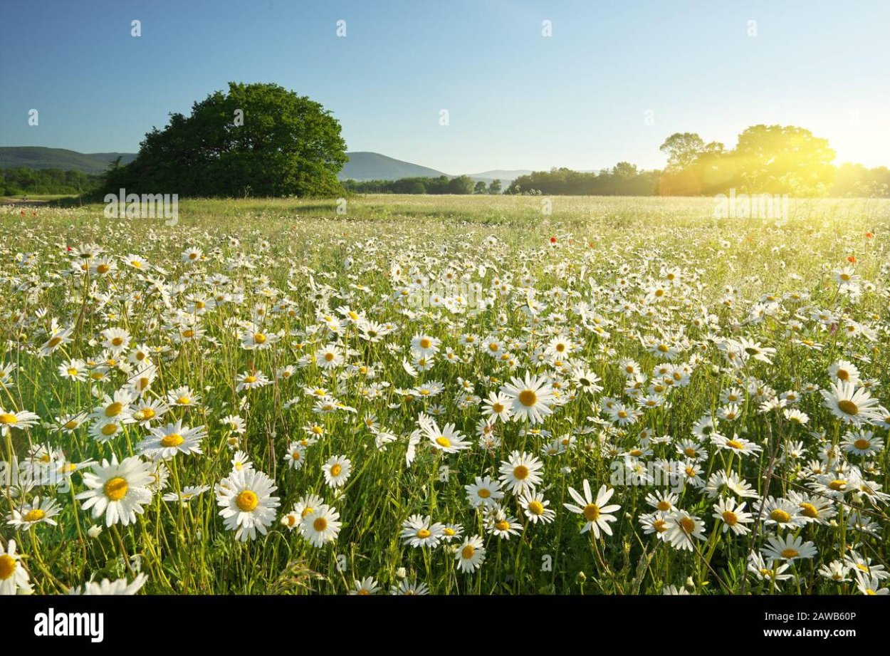 Ромашковое поле Каменск Уральский