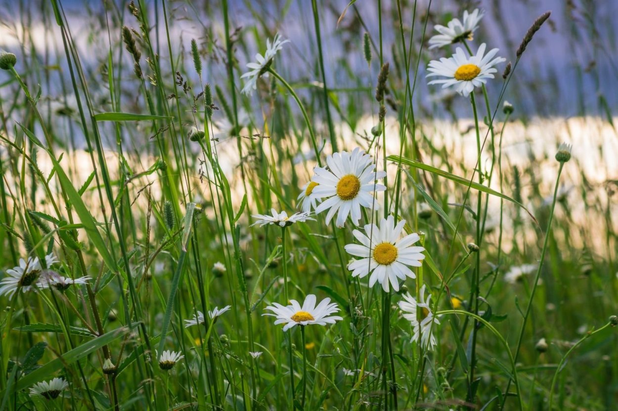 Нивяник в поле