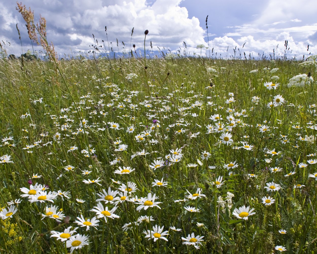 Ромашковые Луга