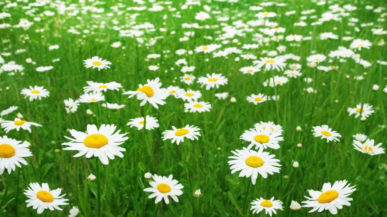 Июль ромашки